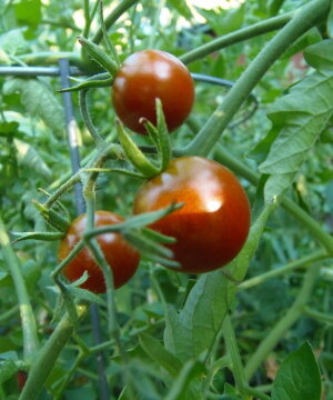 Tomates-Cerises - Matt’s Black