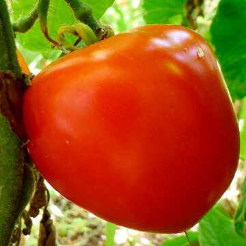 Tomates - Pomehana Apple