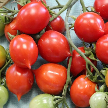 Tomates-Cerises - Geranium Kiss