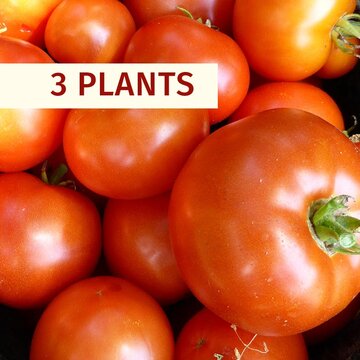 Tomates - Plants de Tomate Rouge Merveille Des Marchés