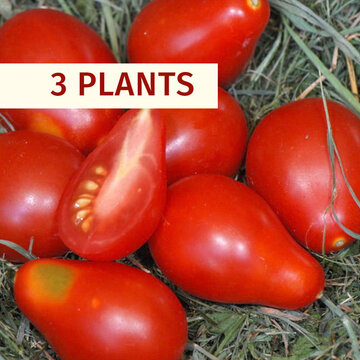 Tomates cerises - Plants de Tomate-Cerise Rouge Poire Rouge