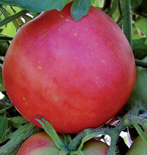 Tomates - Peach Blow Sutton