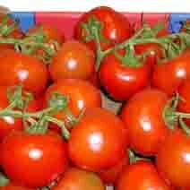 Tomates - Eureka