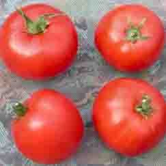 Tomates - Reinette Fruitée