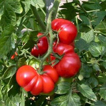 Tomates - Trèfle du Togo