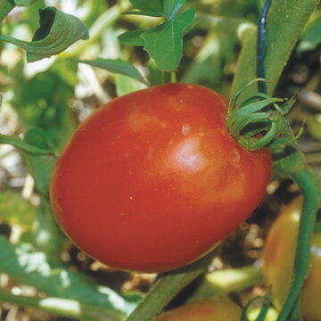 Tomates - Polish Linguisa
