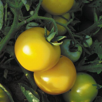Tomates - Sol Gold