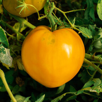 Tomates - Cœur de Bœuf Jaune
