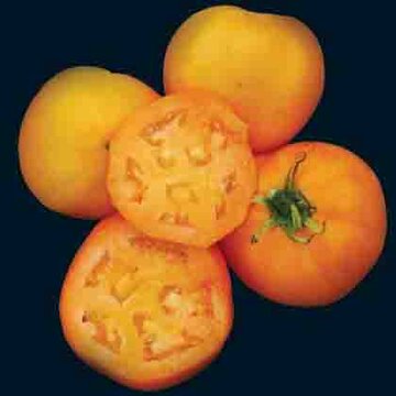 Tomates - Golden Sunray