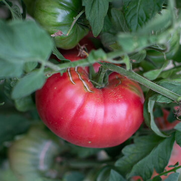 Tomates - Ispolin