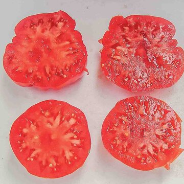 Tomates - Gillogly Pink
