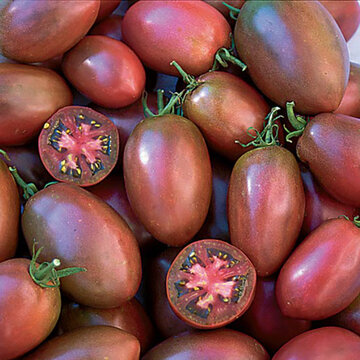 Tomates - Purple Russian