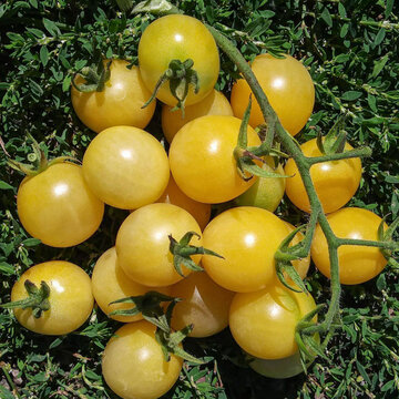 Tomates-Cerises - Snow White