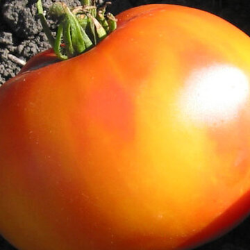 Tomates - Burracker’s Favorite