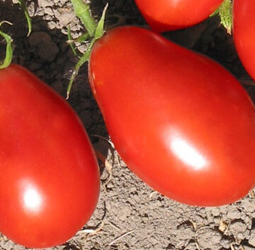 Tomates - Spitze