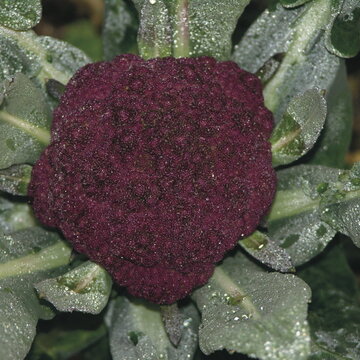 Choux Fleurs - Purple Cape