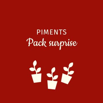 Piments et poivrons - Pack Découverte de Poivrons doux/ Piments