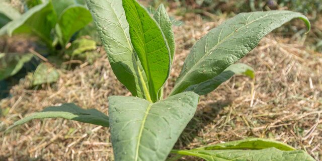 Non-OGM Fumer Du Tabac Graines Nicotiana Tabacum : Certifié Biologique ~ 350