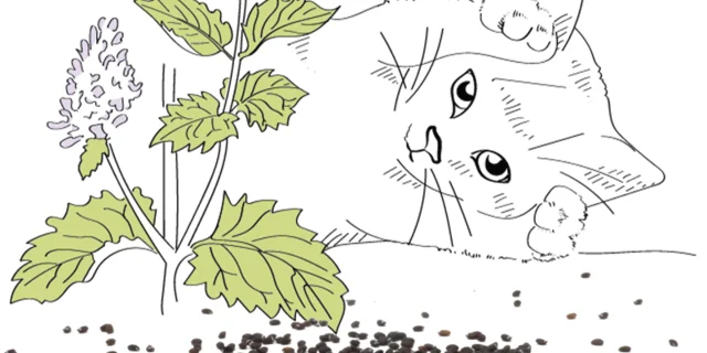 Nepeta Menthe des Chats - Association Kokopelli