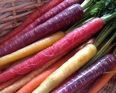 Coloré carottes Arc-en-ciel Mélange Carotte Carotte de Blanc à Violet 