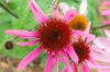 Echinacea - Echinacea purpurea