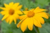 Tournesol mexicain - Yellow Torch