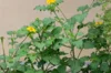 Tournesol mexicain - Yellow Torch