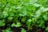 Coriander - 