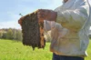 Ateliers - Atelier - Initiation à l’apiculture - 3h Mardi 8 juillet 2025 à 9h30