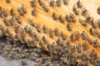 Ateliers - Atelier - Initiation à l’apiculture - 3h Samedi 2 août 2025