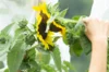 Ateliers - Atelier Kokopelli - La pollinisation manuelle - 3h Atelier - vendredi 25 juillet 2025 à 9h30