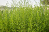 Artemisia - Artemisia annua