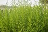 Artemisia - Artemisia annua
