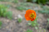 Poppies - Papaver nudicaule