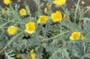 Poppies - Glaucium flavum