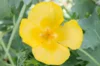 Poppies - Glaucium flavum