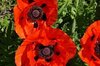 Poppies - Brilliant