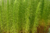 Artemisia - Artemisia scoparia