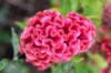 Celosia - Temple Bell