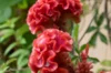 Celosia - Temple Bell