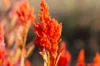 Celosia - Pampa Plume