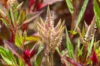 Celosia - Pampa Plume