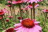 Echinacea - Primadonna Deep Rose