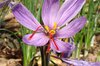 Bulbes de Crocus à Safran - Crocus sativus -  5 Bulbes  fleur de Safran