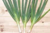 Welsh onion - Long White Tokyo