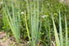 Welsh onion - Long White Tokyo