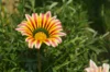 Gazania - Big Kiss Yellow