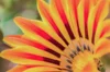 Gazania - Big Kiss Yellow