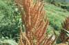 Amaranthes à Grains - Golden Giant
