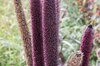 Millets - Purple Majesty